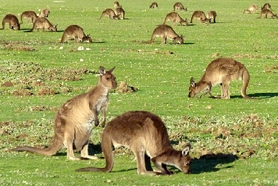 Australien Golfreisen und Golfurlaub